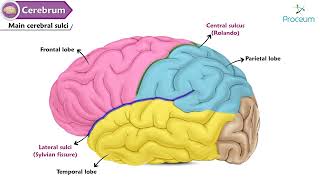 Cerebrum Anatomy Animation : Gyri and Sulci, Surfaces, Functional areas of cerebral Hemisphere