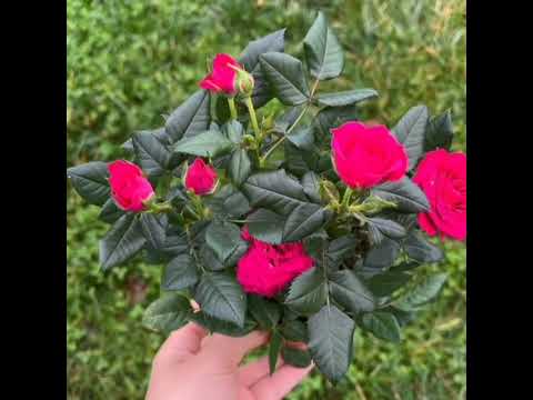 beutifull rose flower