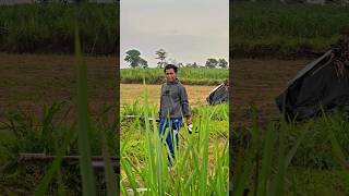 Download lagu Berburu tekukur #fypyoutube #tekukurliar #hunting #berburu #fypシ゚viral #fyp #shortvideo #shorts mp3