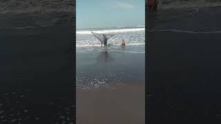 Download lagu cara mencari undur undur laut mp3 Download lagu cara mencari undur undur laut mp3