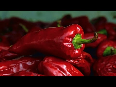 Piment d'Espelette-Festival: Essen, Musik und Tausende Besucher