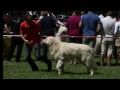 Kuvasz - Kuvasz Fanciers of America at World Dog Show Budapest Hungary May 2013