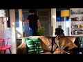 Buddy Dog On Home And Away Jan 31st 2018
