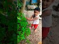 Tui Chaya Thakis Kn Ki Kobi Ko Viral Song Shorts Theroy28
