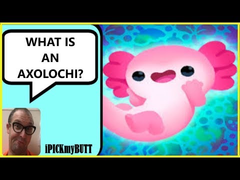 Axolochi - WHAT IS IT? - YouTube