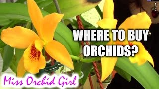 Where to buy orchids? Tips on buying great orchids