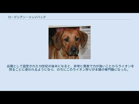 ローデシアン リッジバック 600.jpg