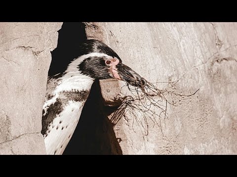 Video Thumbnail: Penguin nesting season begins at Chicago aquarium