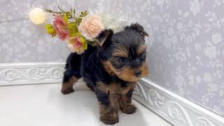 ヨークシャーテリアの動画01