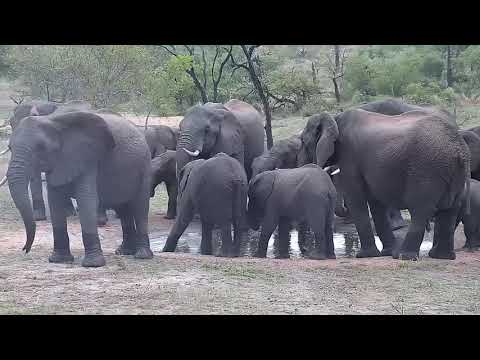 Djuma: Elephants - including Fang's herd - 17:13 - 10/17/21