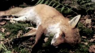 HEADS. The Voynich Manuscript