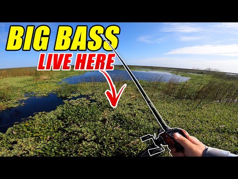 BIG BASS in the THICK STUFF! -- Lake Okeechobee