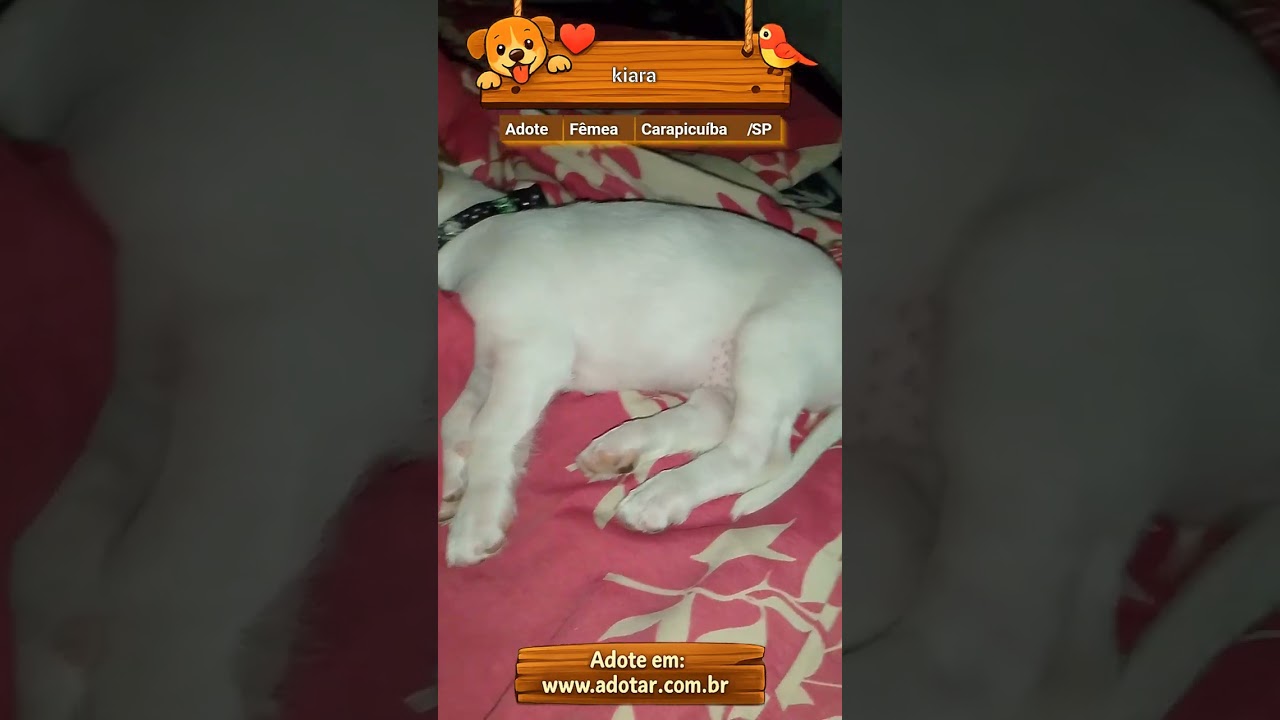 Cachorro raça Shitzu idade Abaixo de 2 meses nome kiara