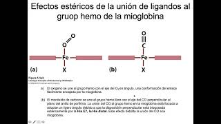 Hemoglobina - Profundizaciones