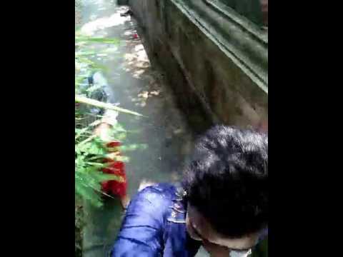 ေဘဘီပြစိ