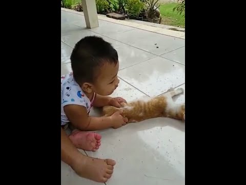 BOCIL GEMESIN ll MAIN BARENG KUCING(klitik-klitik) #Lekninichannel
