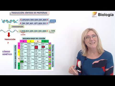 45.Translation: Protein synthesis