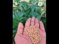 Kanka Ranjit Bawa Whatsapp Status Punjabi Whatsapp Status Kheti Status Zimidaar Jatt Status