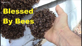 It is a blessing, when honeybees come to your house