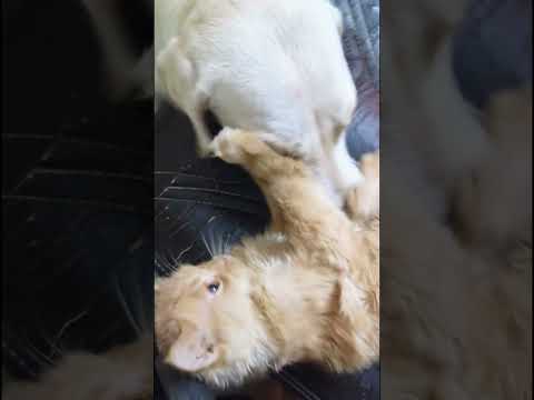 #love #music #neeraja #cuteanimals #vnd #leothecar#kushti#niya versus leo#cutedogNiya