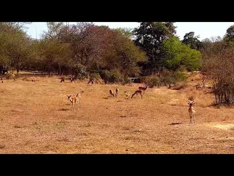 Djuma: Impalas and Baboons - 09:37 - 07/28/21