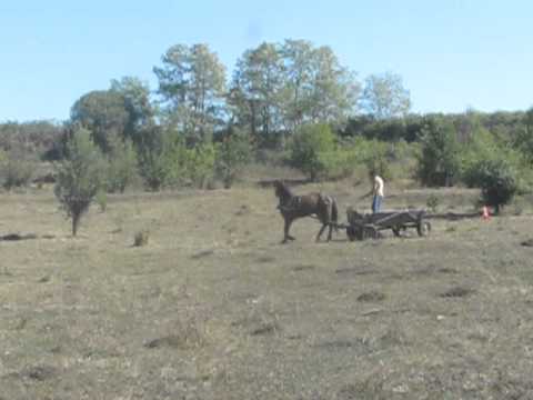 raliul carutelor la marpod   sibiu adevarul ro