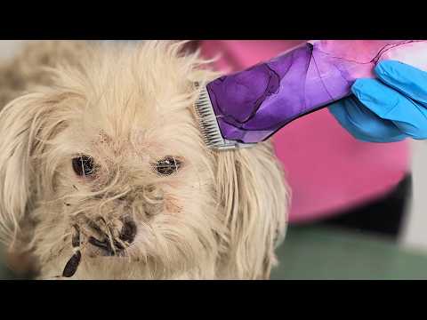 Grooming a Dog EVERYONE REFUSED