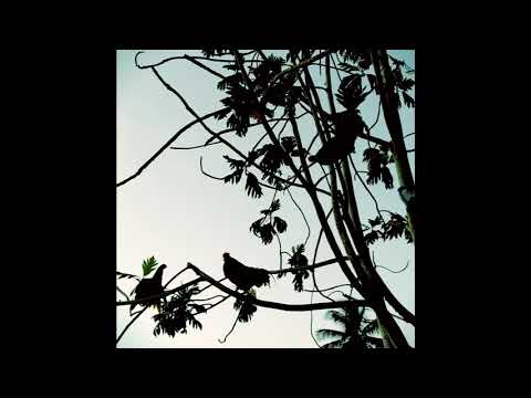 Coco...Ah fed up with Horn