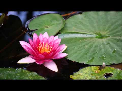 Práctica Mindfulness en 3 minutos. Incluye Audio.
