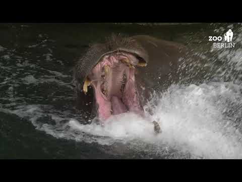 Kürbis und Wasserdusche für Flusspferd Ede im Zoo Berlin - Happy Birthday, Ede!