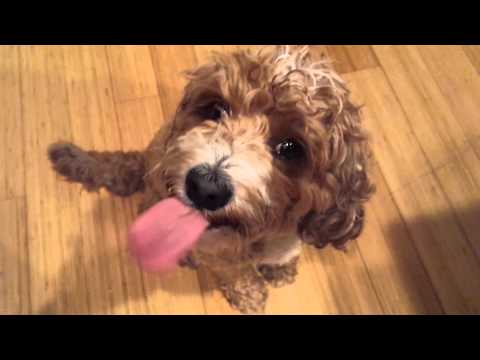 Alki & Ruby Celebrate National Dog Day