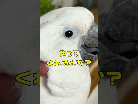 IUCN分類における絶滅の危険性を示す図。