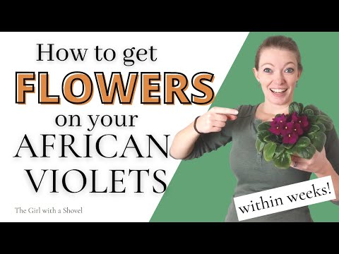 African Violets not Flowering?! Here's how to get BLOOMS!!!