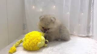 ポメラニアンの動画01