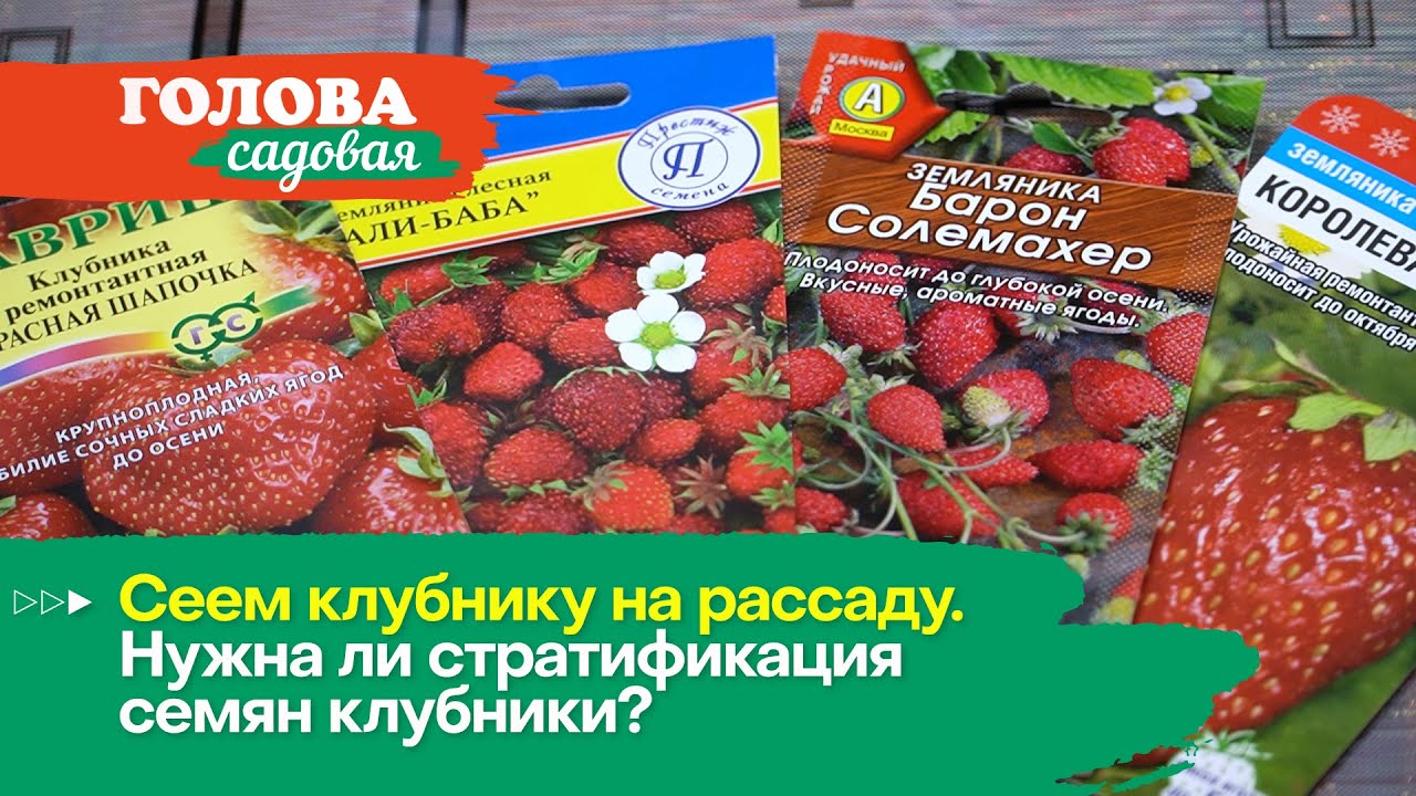 Голова садовая - Сеем клубнику на рассаду. Нужна ли стратификация семян клубники?