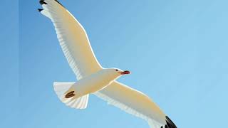 SIGO SIENDO UN ROMÁNTICO  😋  LA MAFIA