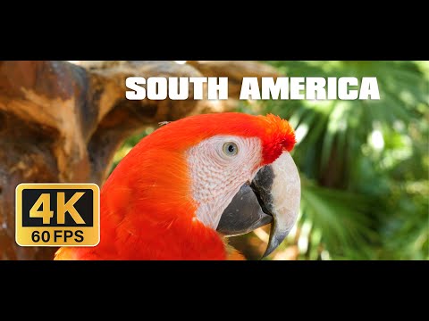 SOUTH AMERICA IN 4K 60FPS ULTRA HD WildLife - Music for Relaxation, Background Music