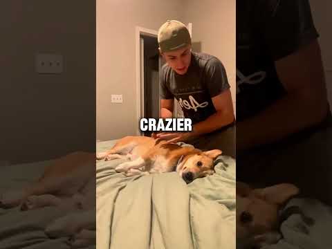 Never try this trick with your dog 💀 #animals #pets