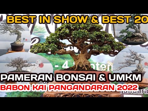 20 BONSAI TERBAIK BEST IN SHOW  ‼️PAMERAN BONSAI & UMKM PANGANDARAN 2022