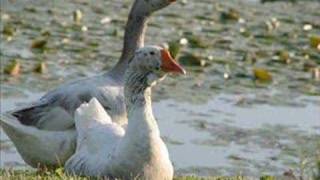 greg x volz (petra) &quot;why should the Father bother?&quot;