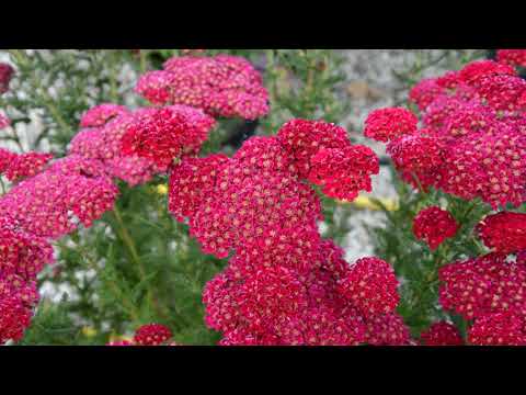 Achillea millefolium Tutti Frutti 'Pomegranate' - Perfect Perennials - 2022 Introductions