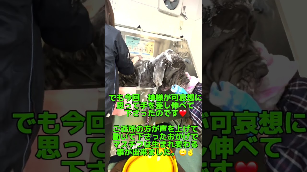 【ペット里親会通信】地獄にいたマスチフ　救出の物語Vol.2