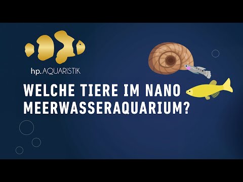 Welche Tiere passen zum Nano Meerwasseraquarium? - HP Aquaristik
