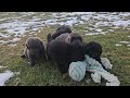 Newfoundland dogs for sale: Tia - Video 1