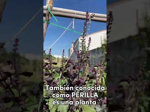 ¿Conoces el shiso rojo o perilla? ¡Si tienes alergias te interesa!