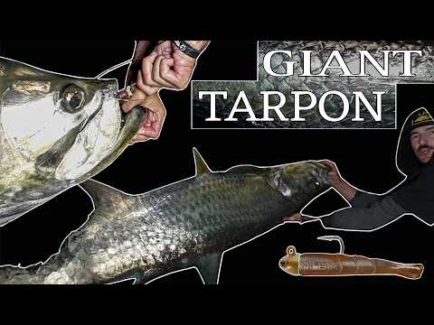 Big tarpon on arti in south florida