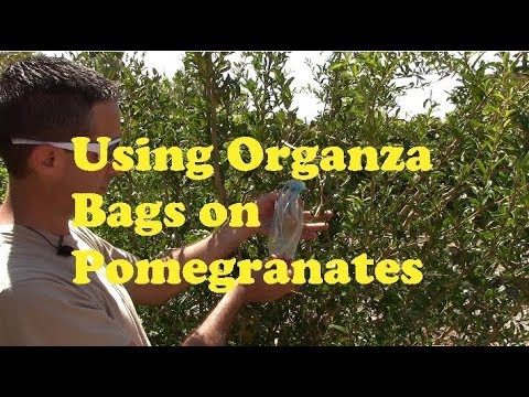 YouTube video about: Can birds have pomegranate?