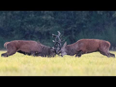 Brame du cerf 2021- le combat des rois - HD