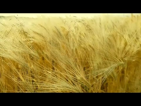 Golden Acres 4K HDR 2021