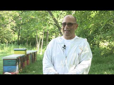 Boja meda ep.69 02.07.2019. - Značaj jednobojnosti košnica u pčelinjaku ...